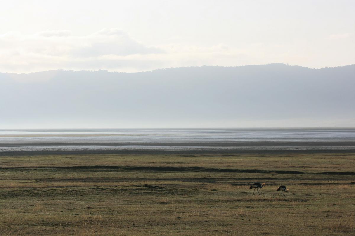 Serengeti -12-6-10-2008-703 w   